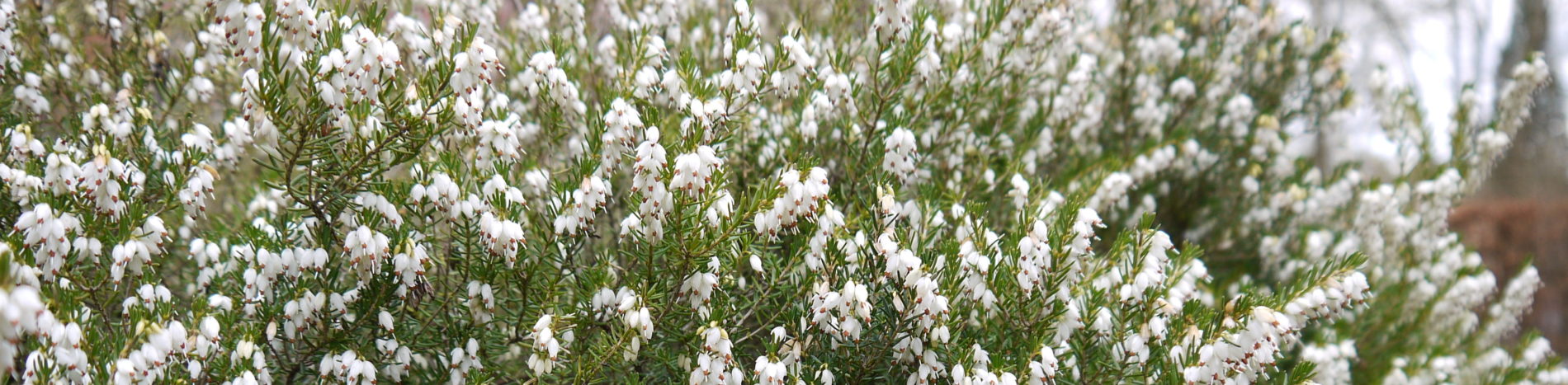 Heideblüte in Soltau